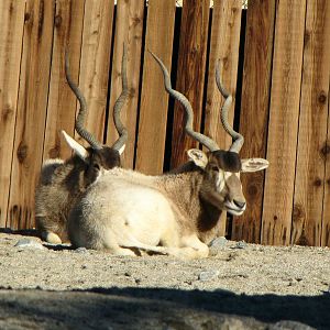 Addax