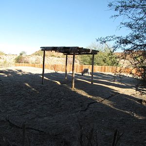Addax Habitat