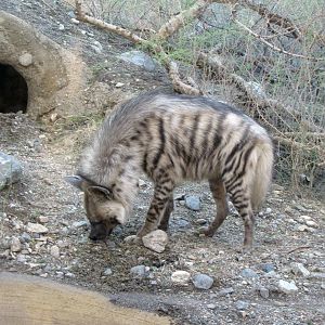 Striped Hyena