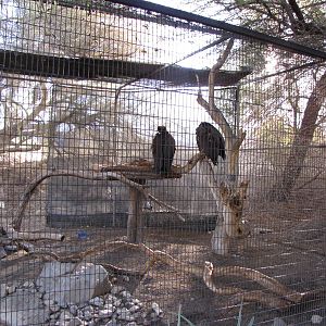Eurasian Black Vultures