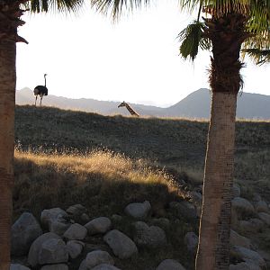 Expansive Giraffe/Ostrich Mixed Habitat