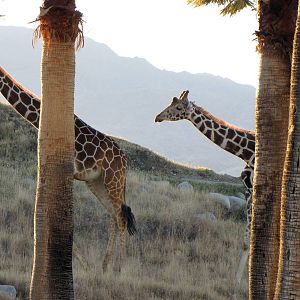 Giraffes