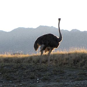 Ostrich