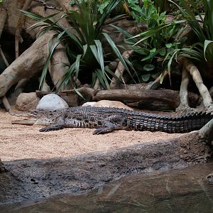 Saltwater crocodile