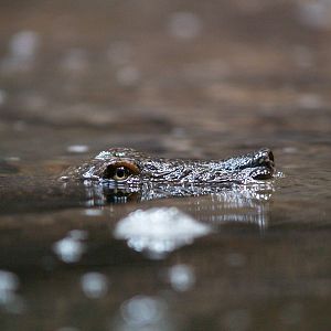 Nile soft-shell turtle