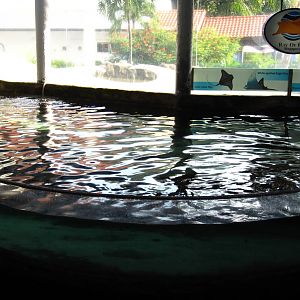 Ray Touch Pool
