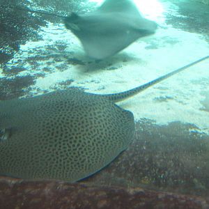 Leopard Whipray