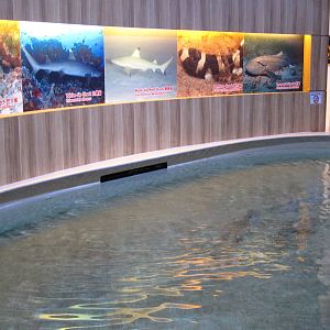 Baby Shark Feeding Pool