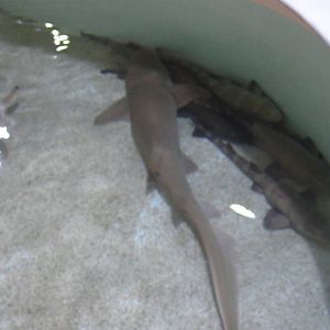 Baby Shark Feeding Pool