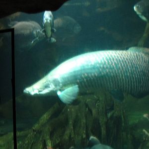 Living Fossils - Arapaima tank