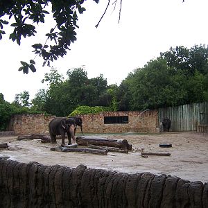 Asian Elephants