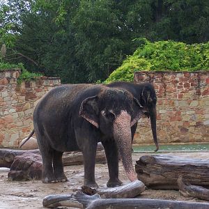 Asian Elephants