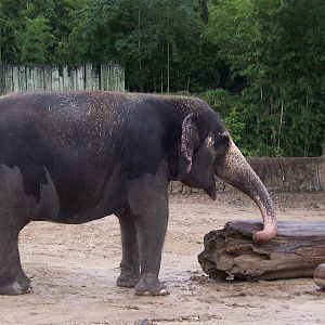 Asian Elephants