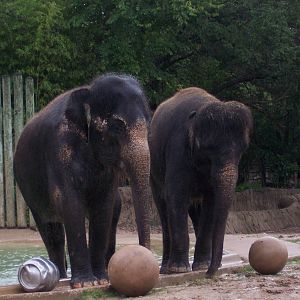 Asian Elephants