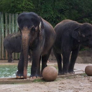 Asian Elephants