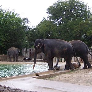 Asian Elephants