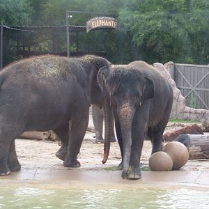Asian Elephants