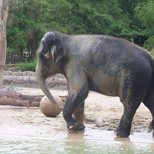 Asian Elephants