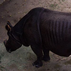 Indian Rhino