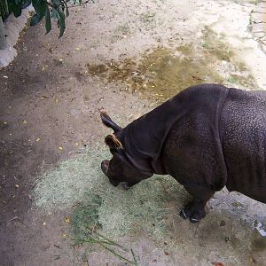 Indian Rhino