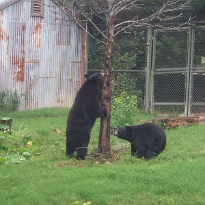 Black Bears
