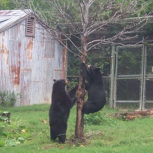 Black Bears