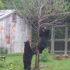 Black Bears