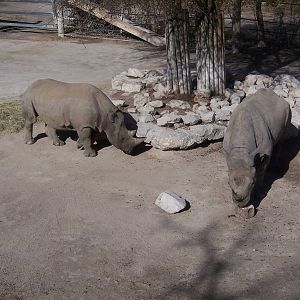 Black Rhino 2007