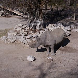 Black Rhino 2007