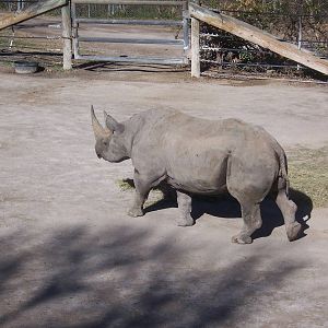 Black Rhino 2007