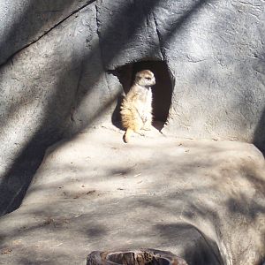 Meerkat 2007