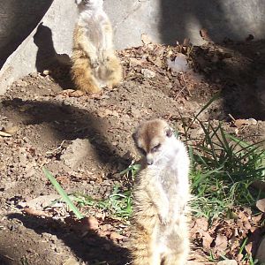 Meerkat 2007