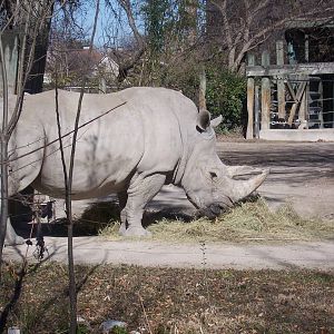 White Rhino 2007