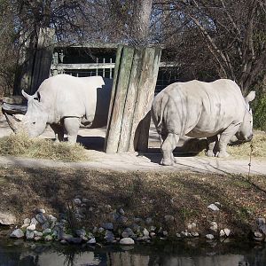 White Rhino 2007