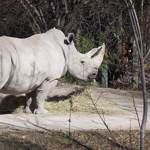 White Rhino 2007