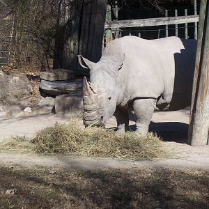 White Rhino 2007