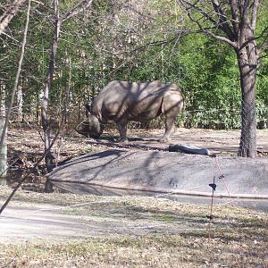 Black Rhino 2007
