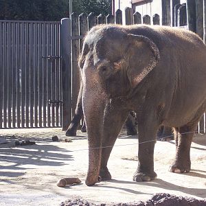 Asian Elephant 2007