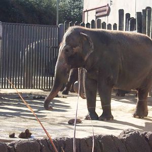 Asian Elephant 2007