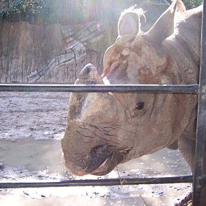 Indian Rhino 2007