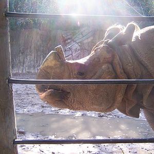 Indian Rhino 2007