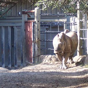 Indian Rhino 2007
