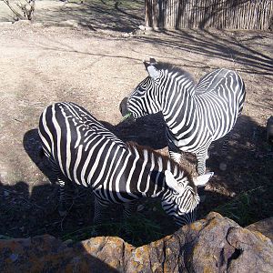 Grant's Zebra 2007