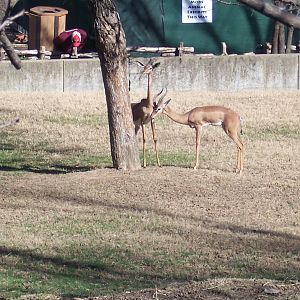 Gerenuk 2007