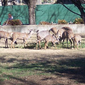 Lesser Kudu 2007