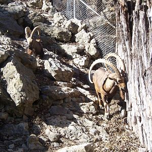 Nubian Ibex 2007