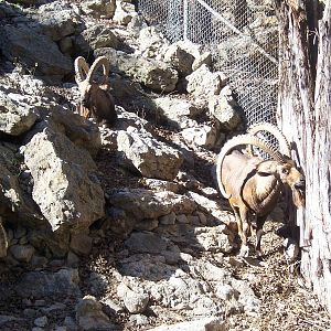Nubian Ibex 2007