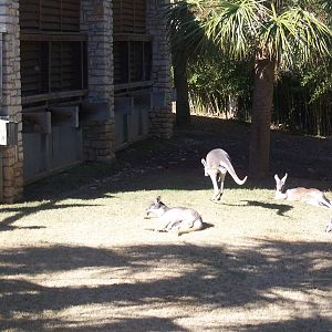 Kangaroo 2007