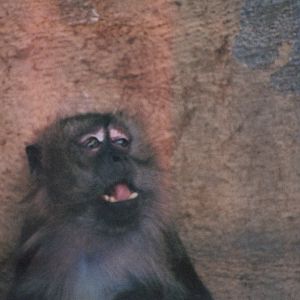 Crab-eating Macaque?