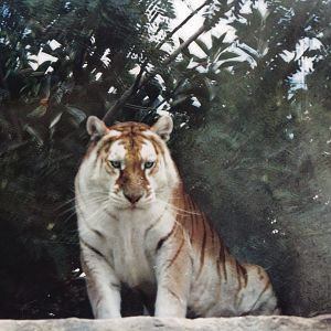 'Whisky' variety tiger.